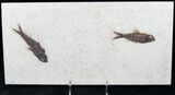 Knightia Fossil Fish Plate - x #13843-1